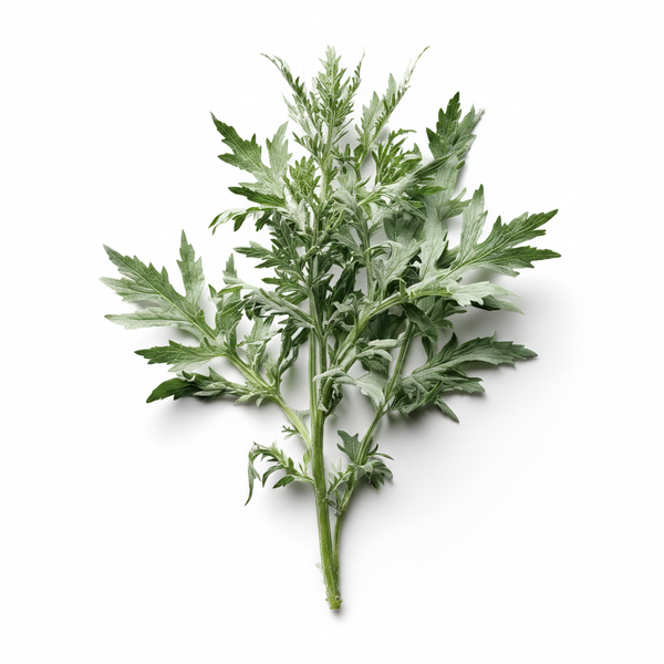 Mugwort