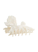 Belle Hair Clip IL503 cream angled view showing full comb teeth row and sculptural cloud-shaped top of ivory pearlescent resin claw clip